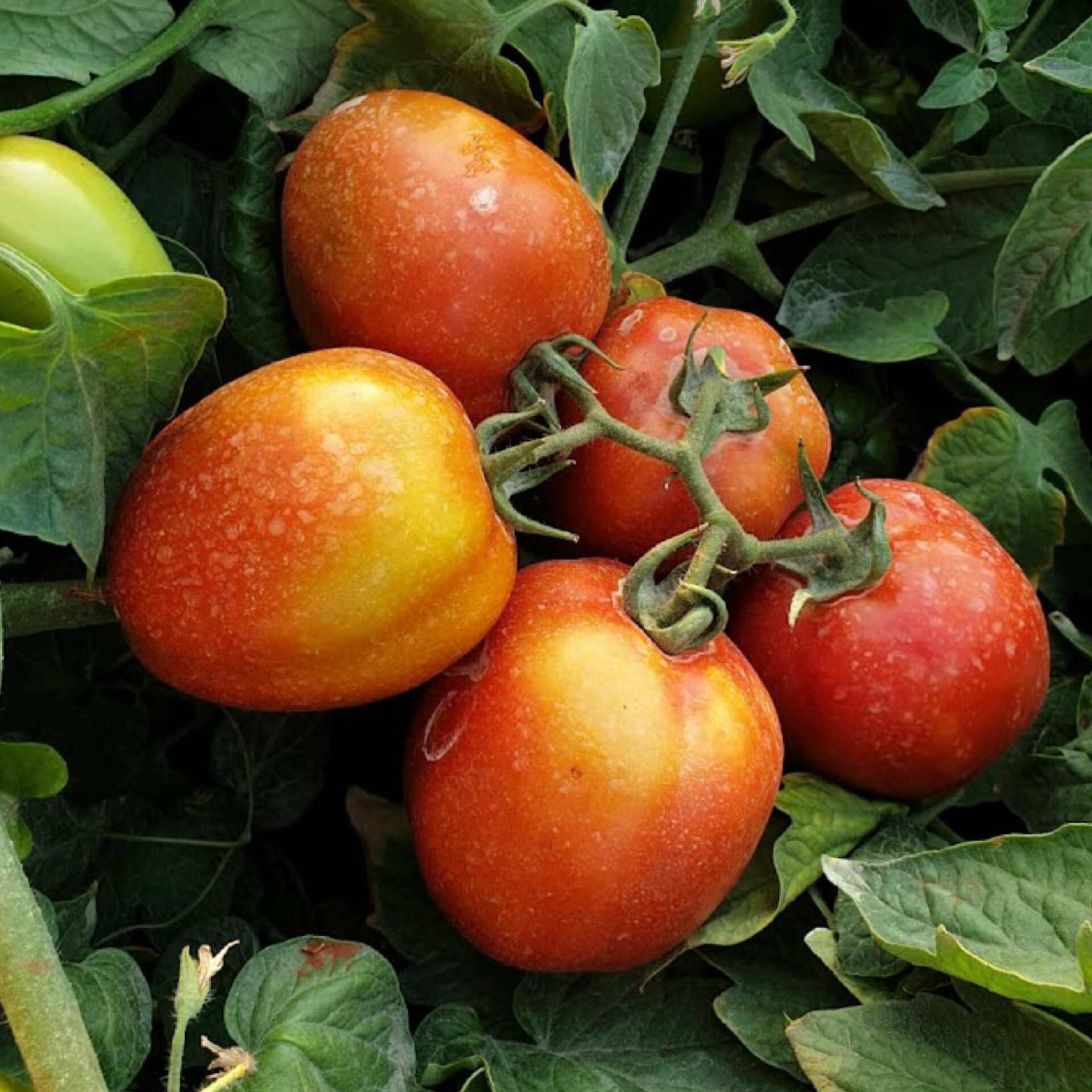 seedco_tomatoes (1)