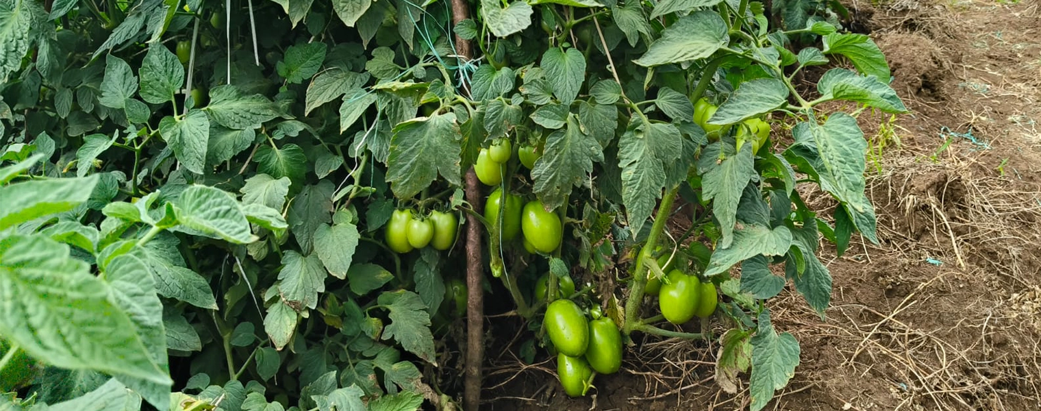 tomato banner